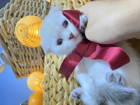 Scottish fold beyaz tüy mavi göz yavru kedi