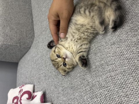 Scottish fold 2 aylık
