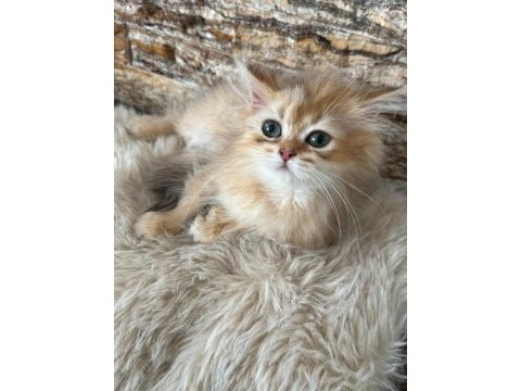 British longhair kedisi