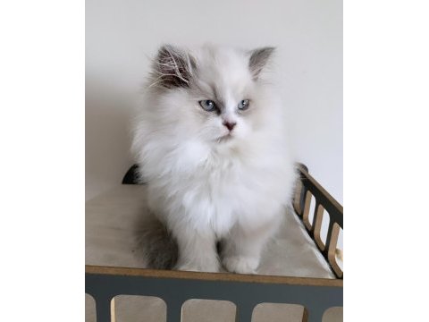 Erkek ragdoll yavrumuz yeni ailesini arıyor