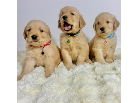 Evinizin yeni üyesi golden retriever kapıda ödeme var