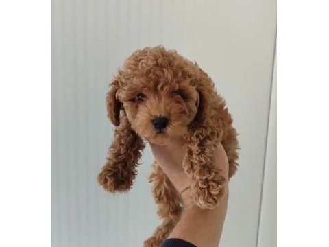 Süper poodle erkekler