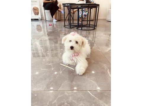 4 aylık maltipoo dişi