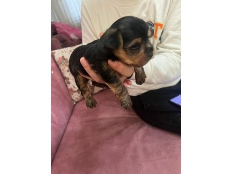 1 aylık yorkshire terrier