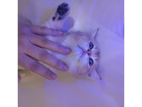 Golden son kalan erkek yavru british shorthair