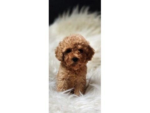Veteriner teknikerinden toy poodle dişi erkek