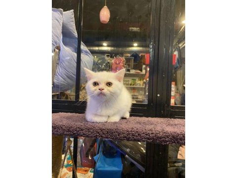 British shorthair erkek