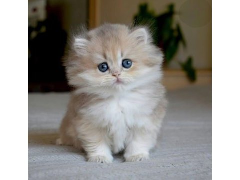 Gösterişli ay golden british longhair