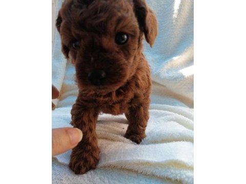 Kore toy poodle