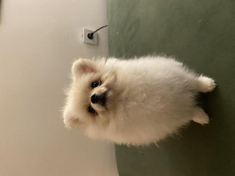 6 aylık dişi pomeranian boo