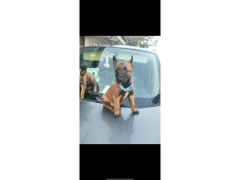 Bela ve karamın malinois yavruları daha iyisi yok