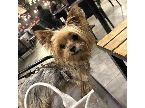 5 yaşında yorkshire terrier tuvalet eğitimi var
