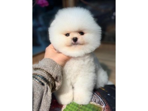 Pomeranian boo 2 aylık