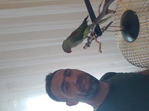9.10 aylık iskender papağanı evcil