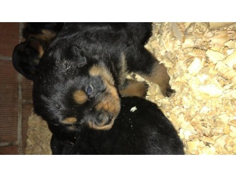 Rottweiler yavruları secereli