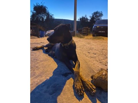 Black king doberman