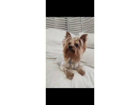 Yorkshire terrier bebişime aile arıyorum