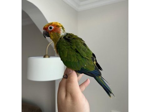 Jenday konur papağanı el besleme