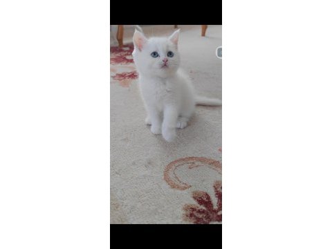 British shorthair kedisi beyaz