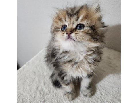 British longhair golden tabby