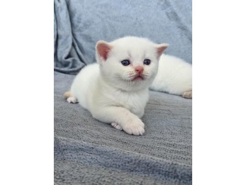 British shorthair red point