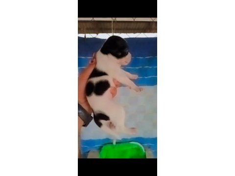 Teslime hazır şivava yavrular uygun