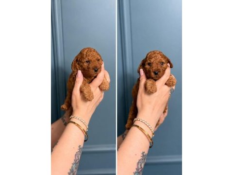 Toy poodle yavruları erkek