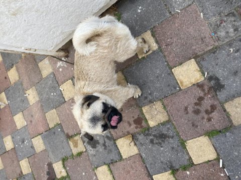 1 buçuk yasında pug kızımız limon