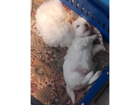 Maltese terrier yavru köpeklerimiz