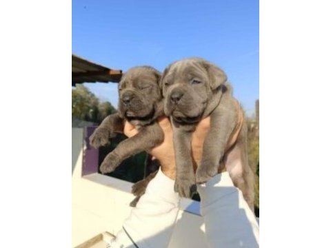 Cane corso yavrular ırk garantilidir