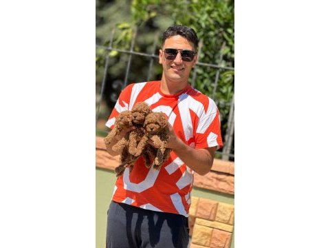 Toy poodle bebeklerımız