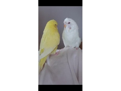 Çift muhabbet kuşumuz