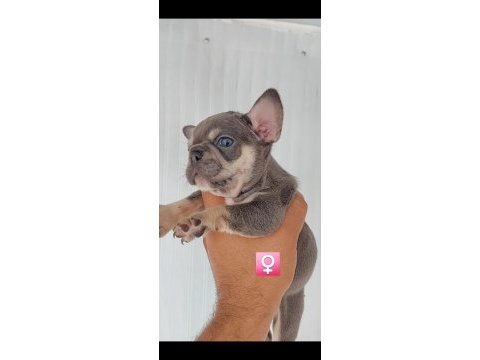 French bulldog süper anatomi