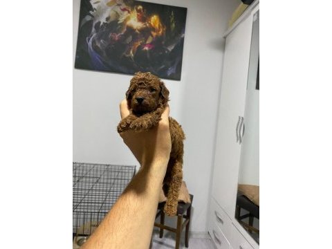 Toy poodle köpeği