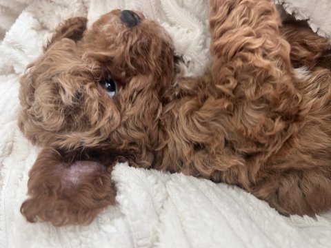 Red brown dişi toy poodle