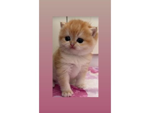 Show kalite safkan british shorthair yavrular