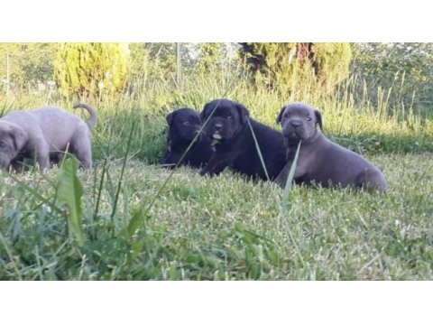 Cane corso italiano yavrular