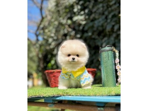 Safkan pomeranian boo yavrularımız