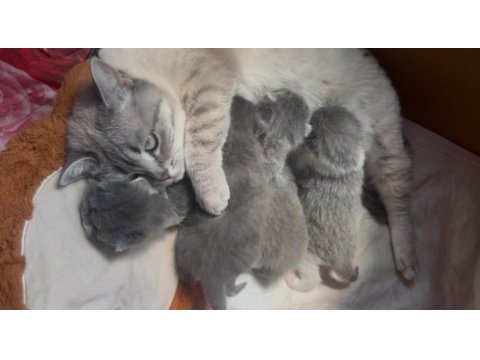 Şecereli babadan dişi ve erkek yavru kediler