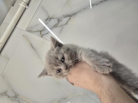 Gri british shorthair yavrular