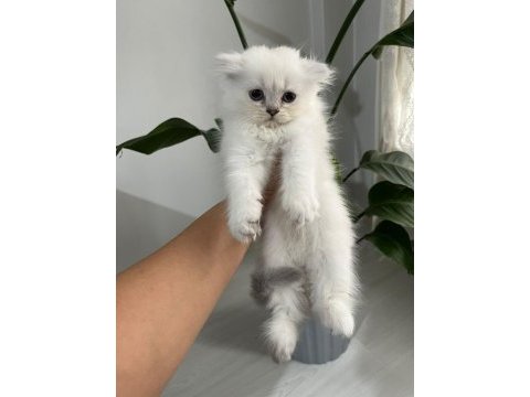 3 aylık maviş dişi british longhair