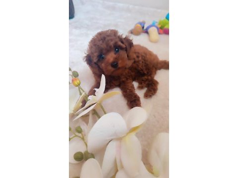 Secereli red brown kore poodle yavruları