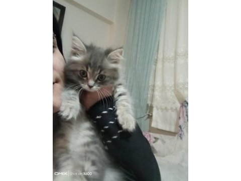 British shorthair 2.5 aylık yavru