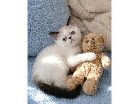 Mini maviş exotic shorthair