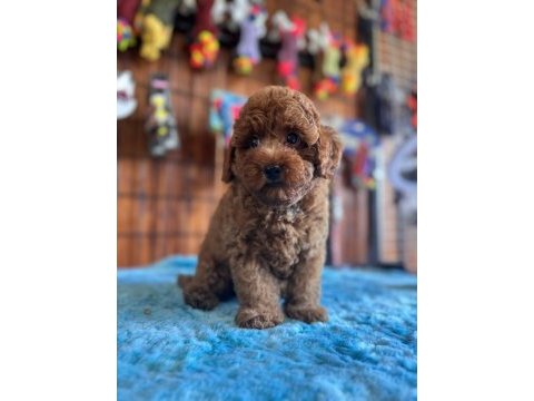 Her eve uygun poodle bebekler