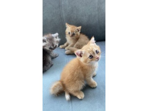 British shorthair 50 günlük bebelerim