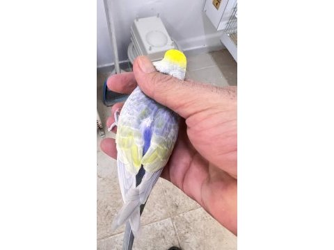 Rainbow yüksek kaliteli muhabbet kuşu kanlar
