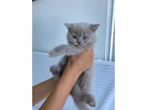 5 dişi lilac british shorthair yeni yuvalarına hazır