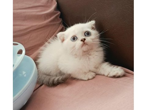 Scottish fold point erkek