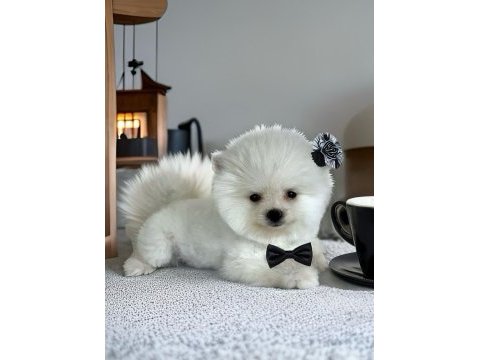 Beyaz renk 2 aylık pomeranian boo dişi yavru